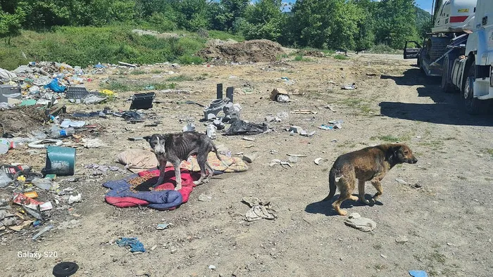 Başıboş sokak köpeği tartışması | AK Parti Grup Başkanı Abdullah Güler: Saldırganlaşan köpeklerle ilgili önlem alınacak - 4