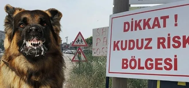 O ilimizde kuduz alarmı! 2 bölge karantinaya alındı: Valilikten açıklama geldi