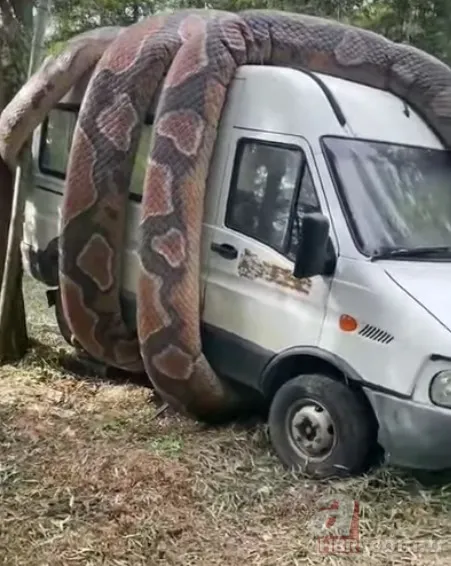 Bu görüntüler dehşete düşürdü! Dev anakonda arabayı sardı 10