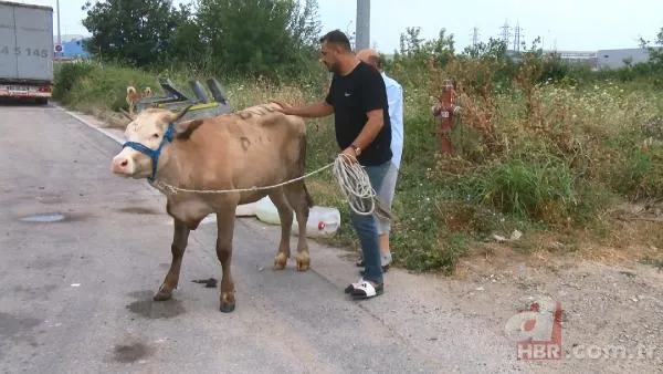 Kurban Bayramı'na saatler kala hareketli dakikalar! Kiminin kolu çatladı, kiminin boğası kaçtı 25