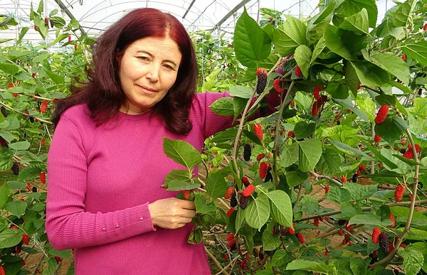 Üreticisinin yüzünü güldüren meyve "karadut" - 1