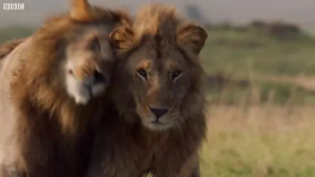 Sırtlanların arasında tek başına kalan aslanın mucize kurtuluşu! Son anda öyle şeyler oldu ki...