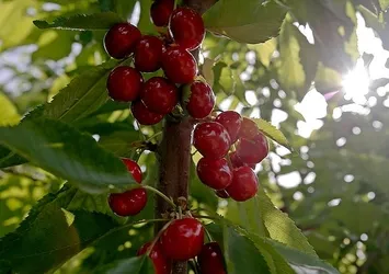 Türk kirazı Çin'e 'uçmaya' hazırlanıyor