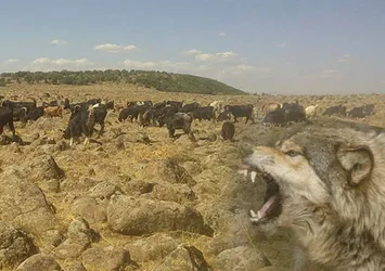 Elazığ'da ağıldan kaçan keçilere kurtlar saldırdı