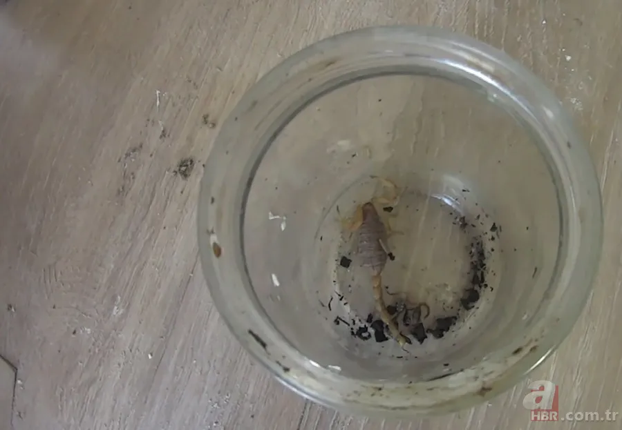 Görüntüler Türkiye’den… Havalar ısınınca ortaya çıktı! Gece uykudayken akrep soktu 4