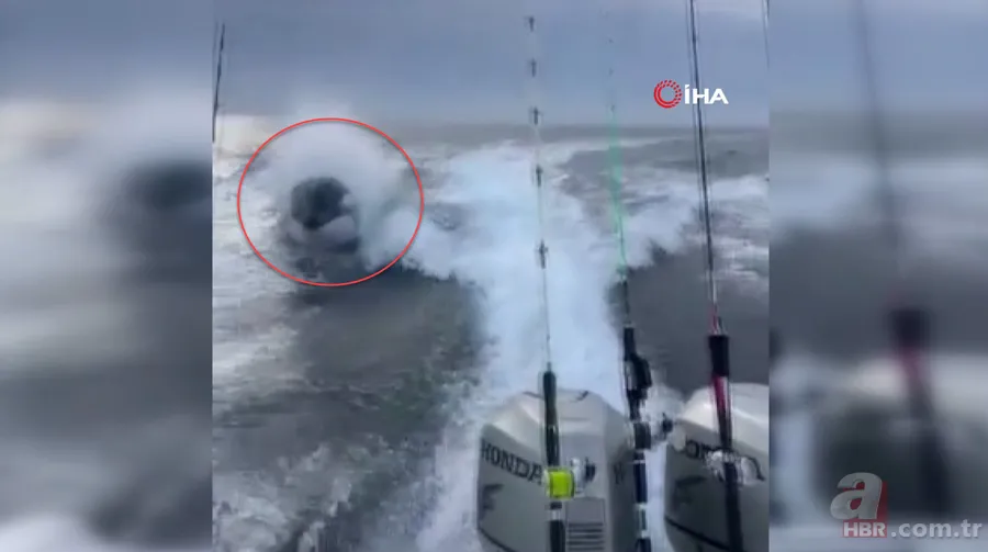 Katil balinaların üzerine balıklama atladı! Bedelini ağır ödedi 14