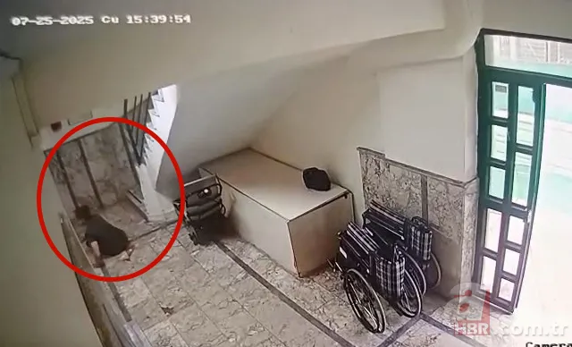 ‘Düşmedi’ dediler, kırık kalçayla yürüttüler: Otizmli Mehmet’in hayatını karartan o skandal 4