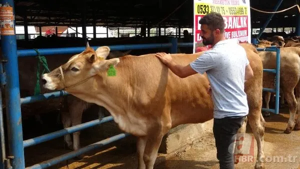 Kurban Bayramı'na saatler kala hareketli dakikalar! Kiminin kolu çatladı, kiminin boğası kaçtı 17