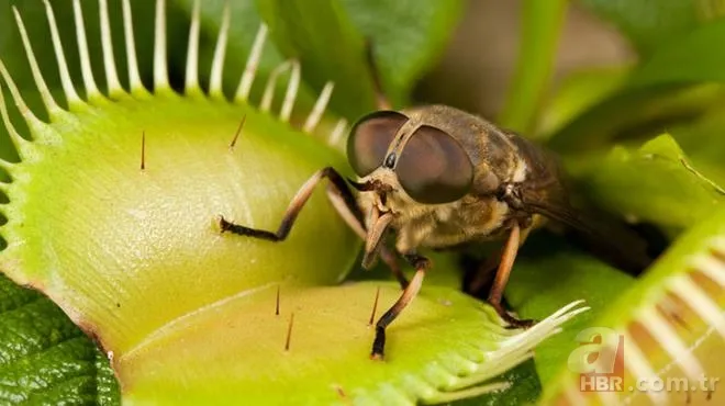Sinek kapan bitkisine bu sefer acı biber yedirdiler! Bitkinin hazin sonu 2