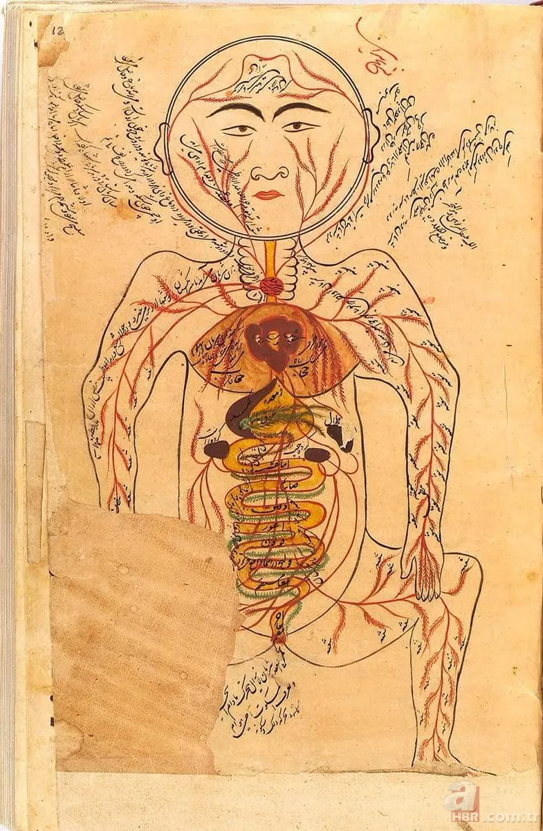 Şifalı tarif ve reçeteleri günümüz hastalıklarında bile etkili! İbn-i Sina 10 asır önce KALEME ALDI! Baş ağrısı, uçuk, mantar, böbrek taşı... 6