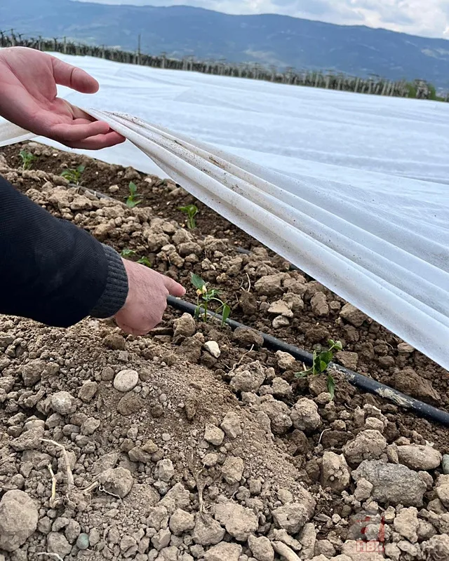 Şehir şehir zarar gören ürünler listesi: Fındık, Ceviz, Kiraz... Türkiye'de Zirai Don Haritası ortaya çıktı! 19