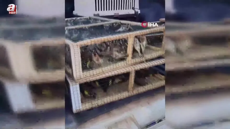 Hatay’da 786 saka kuşu ele geçirildi