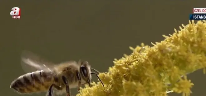 Arı çeşitliliği gün geçtikçe azalıyor! Peki arılar yok olursa ne olur?