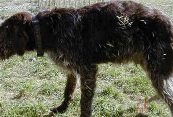 Onları görenler şaştı kaldı! 7