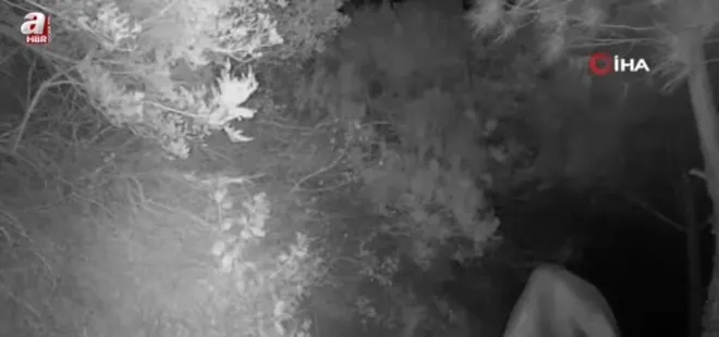 'Haydut' ayı kamerada