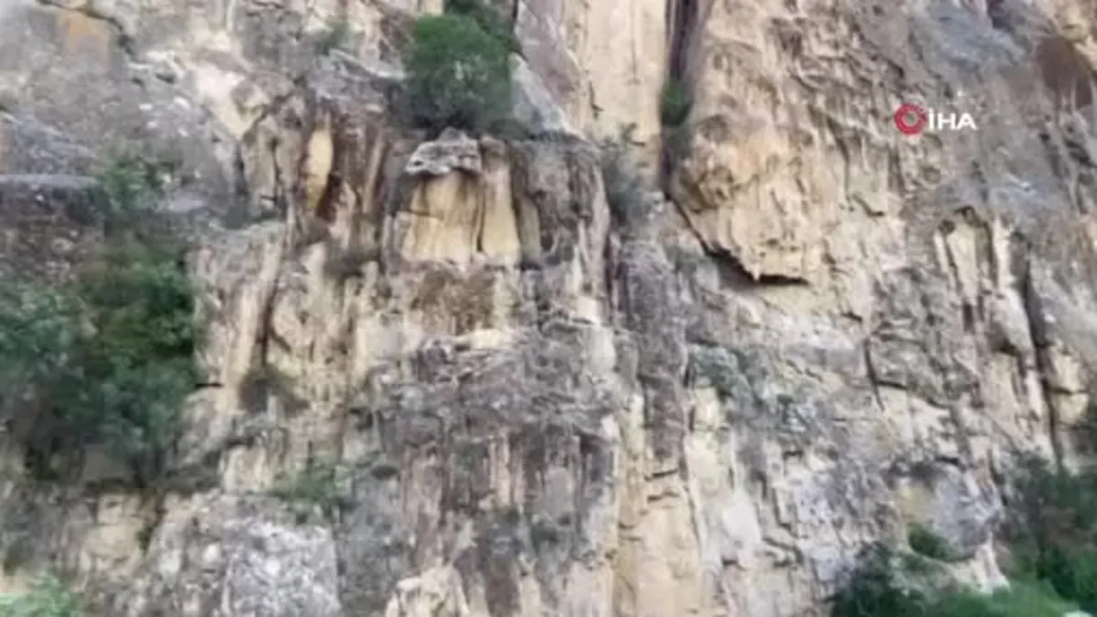 Dağ keçileri kameralara yansıdı