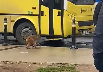 Firari maymun Fatih'i karıştırdı! Hareketli dakikalar