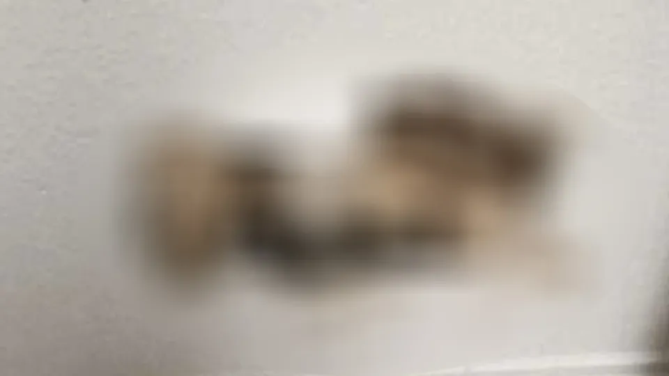Duvarın arkasından çıktı! Evdekiler görünce şaştı kaldı...