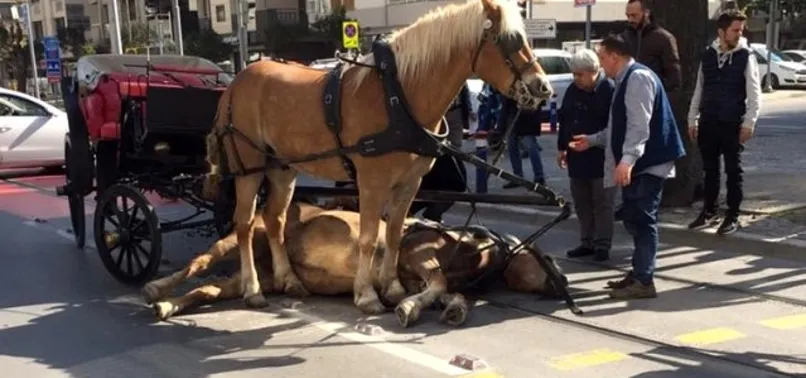 İBB, Adalar'daki faytonların plakalarını ve atları satın alacak
