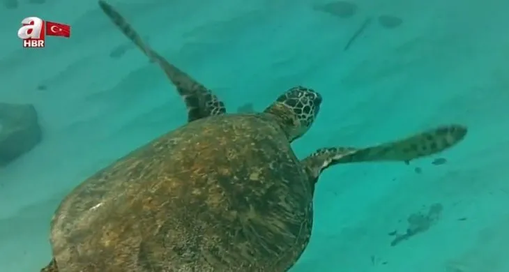Bilim dünyasından önemli keşif! Navigasyonlu deniz kaplumbağaları