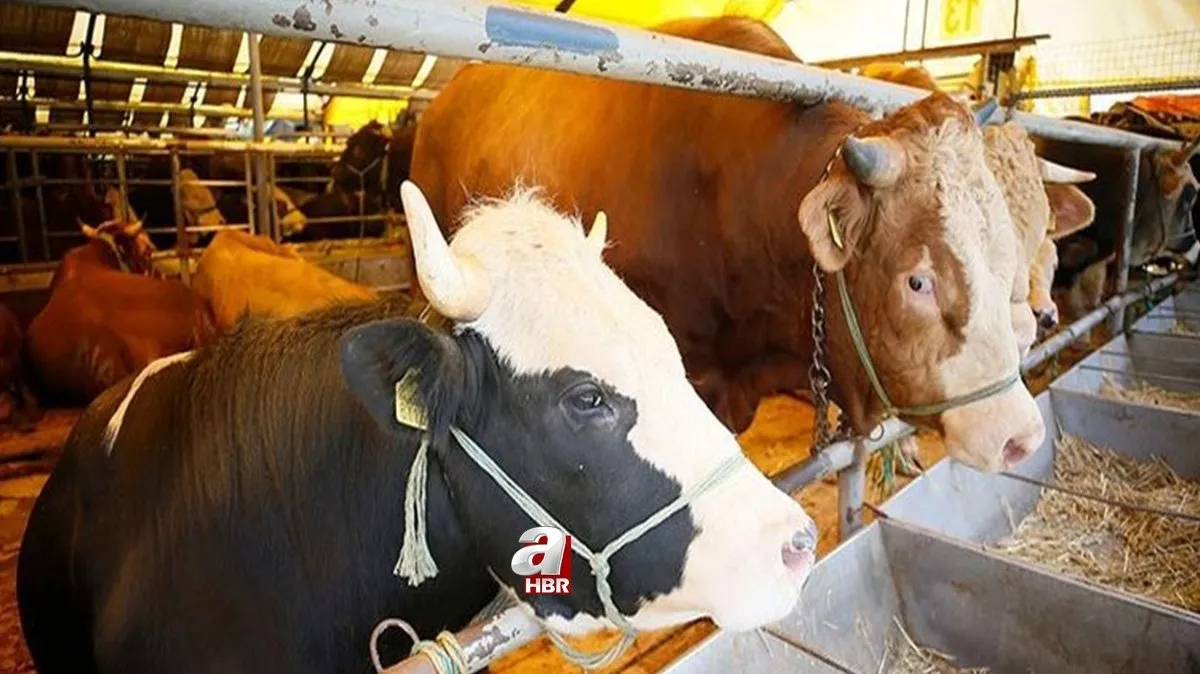 kurbanlik fiyatlari belli oldu mu ne kadar a101 bim carrrefoursa migros kurbanlik fiyatlari kac tl koyun dana koc fiyatlari kurbanlik fiyatlari belli oldu mu ne kadar a101 bim carrrefoursa migros kurbanlik fiyatlari kac tl koyun dana koc fiyatlari