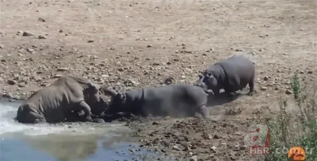 Son dakika: Yeryüzündeki en büyük hayvan bulundu! Böylesi daha önce görülmedi! Tam 98 milyon yıllık! Görenler şokta 19