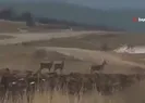 Yerleşim alanı yakınlarında görüntülendiler