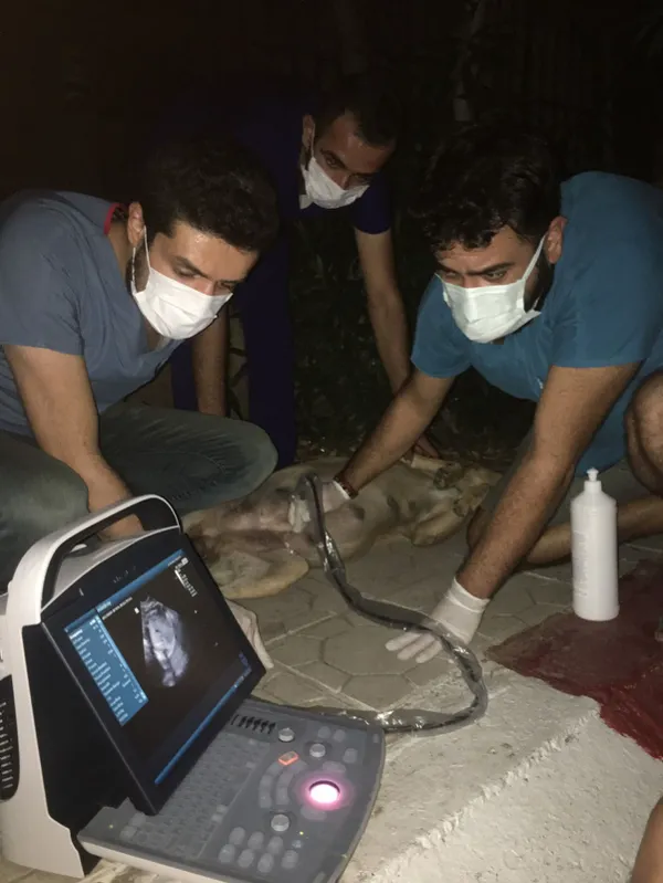 1629796775177.jpg Doğum sancısı tutan köpek hastaneye gitti - 3