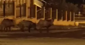 Aç kalan domuz sürüsü şehre indi