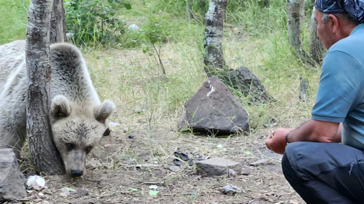Ayı beslemek modasına hayati uyarı! Canınız tehlikede