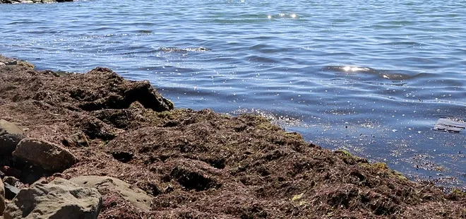 Tekirdağ'da sahillere kızıl yosunlar vurdu