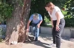 Düzce’de tehlikeli ağaç kaldırıldı