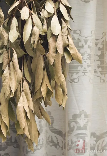 Evde defne yaprağı yakmanın faydaları 4