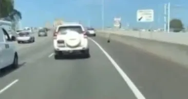 Otoyolda davetsiz misafirler trafiği durdurdu