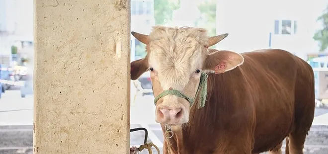 Elde kalan kurbanlıkları ESK satın alacak