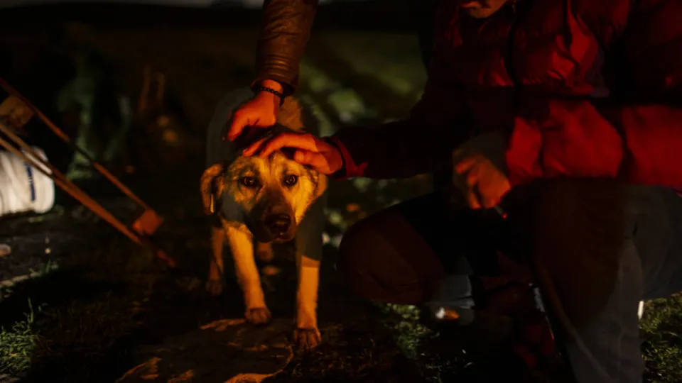 Ankara'da köpek katliamı!