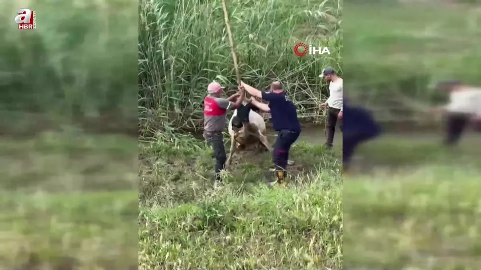 Bataklığa saplanan inek vinçle kurtarıldı!