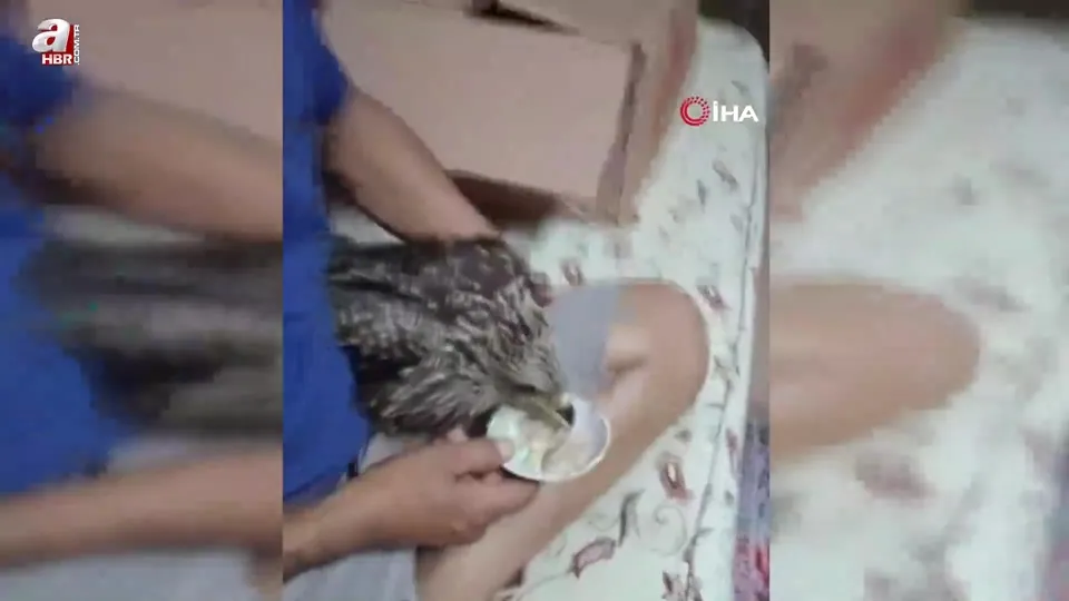 Osmaniye’de bulduğu şahini eliyle besledi