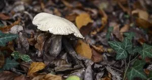 Aynı aileden 6 kişi mantardan zehirlendi