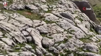 Dağ keçileri havadan görüntülendi