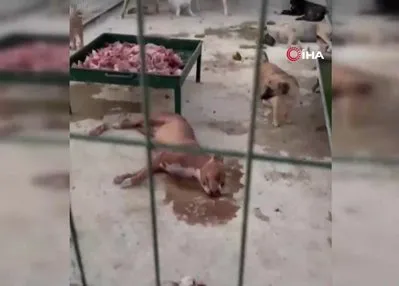 Hayvan barınağında tepki çeken görüntü