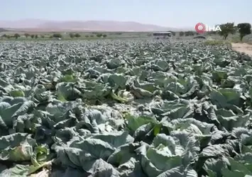 Niğde tarımı turizme açılıyor