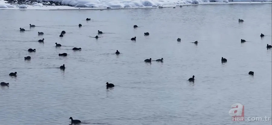 Kaz Gölü'nde kuşlar görenleri mest etti! 5