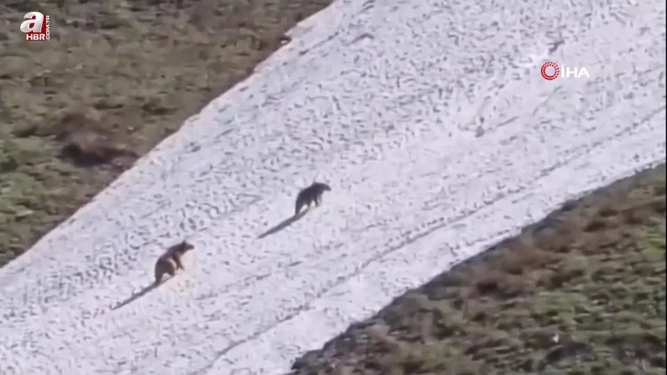 Artvin’de iki bozayının kar üzerindeki eğlenceli görüntüleri cep telefonu kamerasına yansıdı