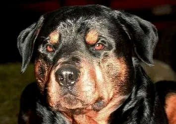 Beslediği köpeğin saldırısına uğradı: Sağ kolu parçalandı