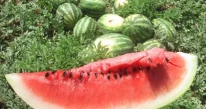 Hastanelik ediyor! Karpuzda görünmez tehlike...