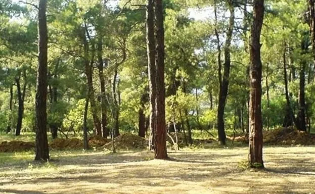 İzmir’de ormanlık alanlara giriş yasaklandı! 31 Ekim’e kadar sürecek: Uymayana ceza var