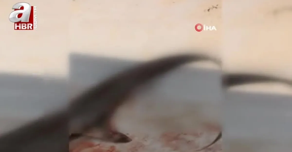 Dev köpek balığını görenler hayret ediyor