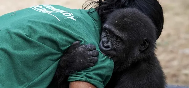 Sosyal medyada gündem olan yavru goril Zeytin'den sevindiren haber! Türkiye'de kalacak