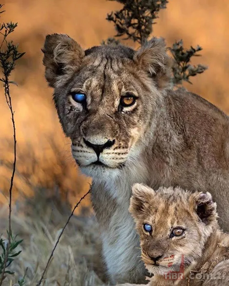 Böylesini daha önce hiç görmediniz 11